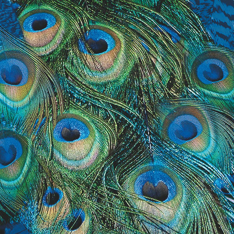 Peacock Feathers • Beverage Napkin