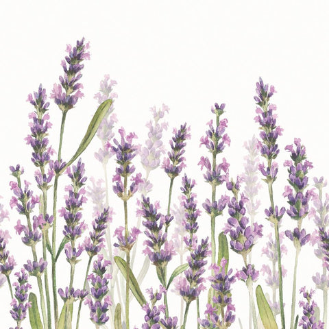 Lavender Shades, white • Beverage Napkins