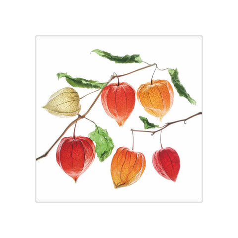 Lampion Flowers • Beverage Napkins