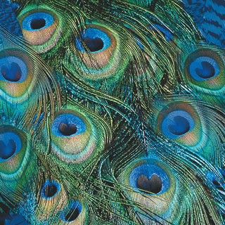Peacock Feathers • Lunch Napkin