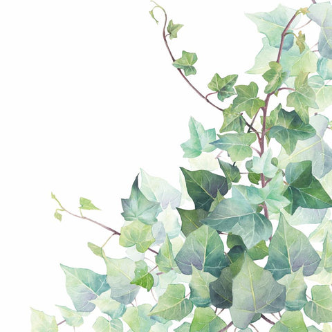 Hedera, white • Lunch Napkins