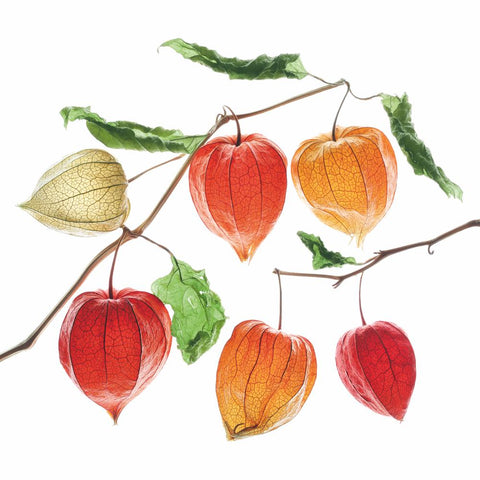 Lampion Flowers • Lunch Napkins