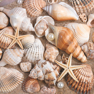 Sea Shells • Lunch Napkins