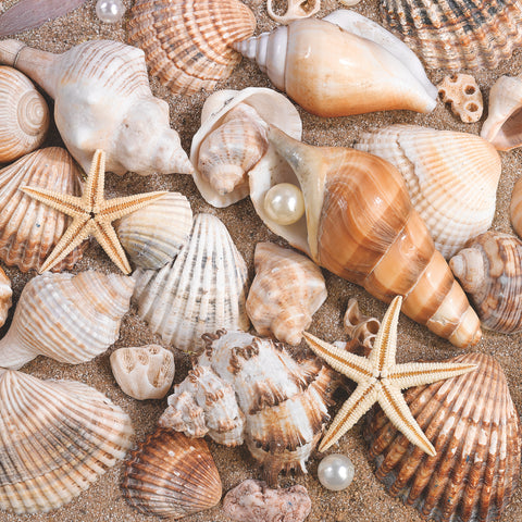 Sea Shells • Lunch Napkins