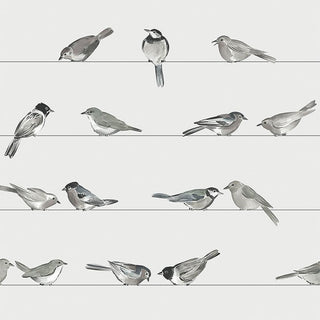 Birds Beverage Napkins